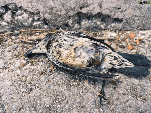 Dead Bird Removal Cedar Creek