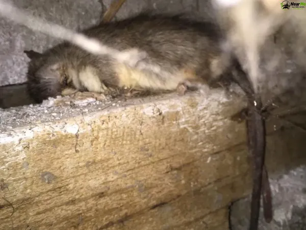 Dead Rat Removal Cedar Creek
